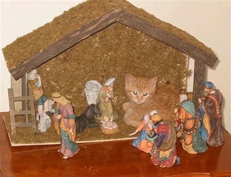 14 Hilarious And Cute Nativity Crashing Cats Mynativity