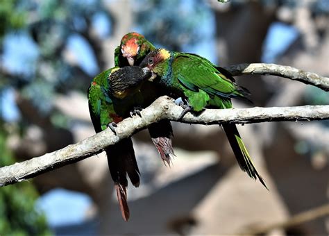 Three Kissing Parakeets Free Photo Download Freeimages
