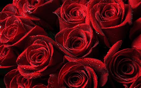 Red Roses Flowers Hd Wallpaper Wallpaper Flare