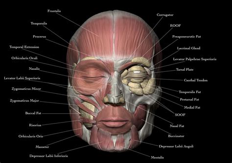Face Anatomy By Josuevilela Medical Visualization Sculpture