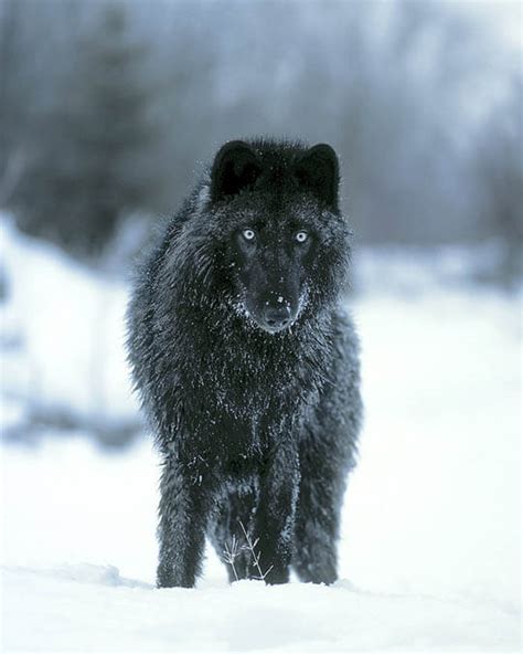 26 Wolfdog Breeds √ High Mid And Low Content Hybrid Wolf Dogs Dogica