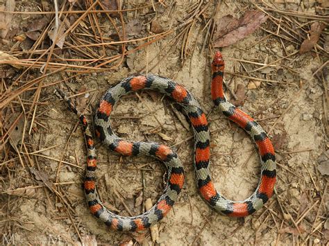 Northern Scarlet Snake Cemophora Coccinea Copei Deep Ea Flickr