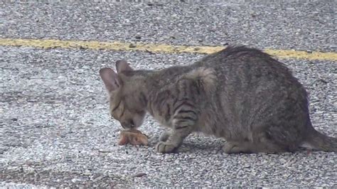 Really Hungry Feral Cat Eating Youtube