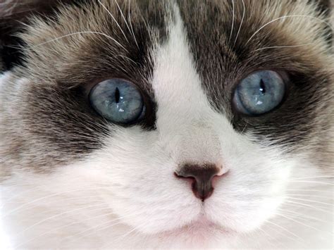 Ragdoll Cat Face Free Stock Photo Public Domain Pictures