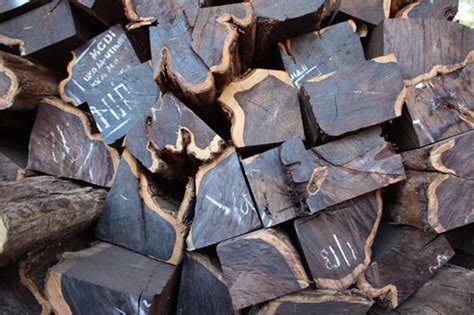 Here Are Five Things You Should Know About African Blackwood How