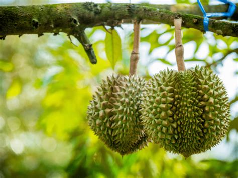 10 Manfaat Pohon Durian Untuk Kesehatan Lingkungan Dan Lainnya