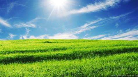 Sunny Meadow Green Wallpaper Green Backgrounds Pictures And Images