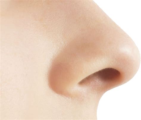 Nose Png Pic Png Mart