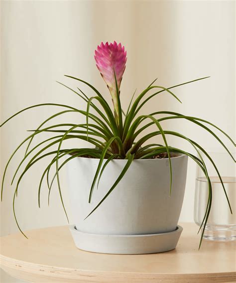 Bromeliad 101 How To Care For Bromeliads Bloomscape