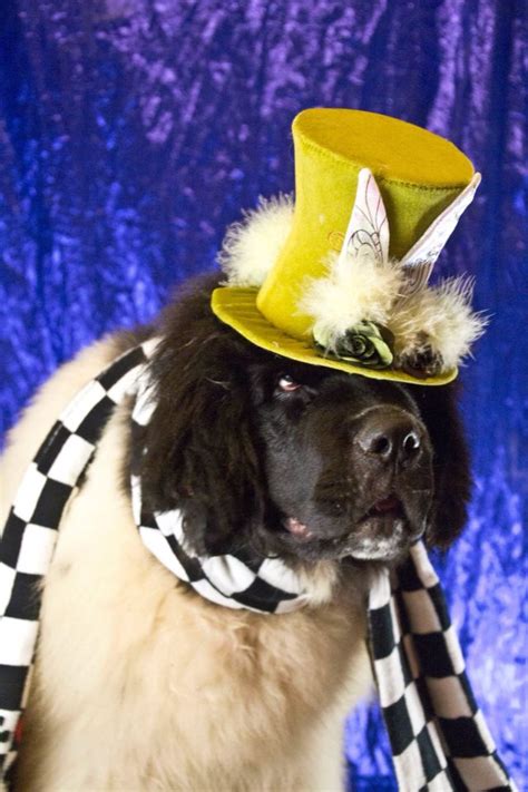 Notta Bear Newfoundlands Trendy All Dressed Up For Halloween In Her Dog