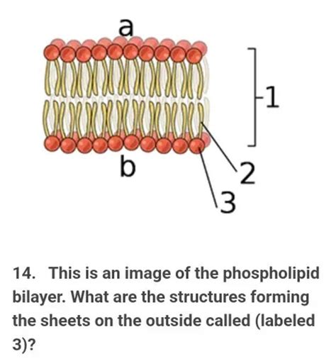 This Is An Image Of The Phospholipid Bilayer What Are The Structures