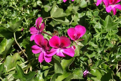 How To Grow And Care For Ivy Geraniums