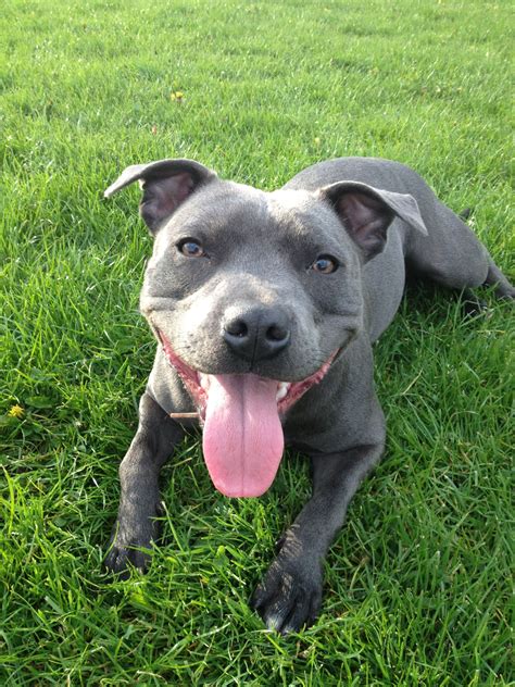 Blue Staffordshire Bull Terrier Cropped Ears