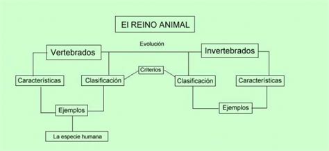 Mapa Conceptual Reino Animal Reverasite