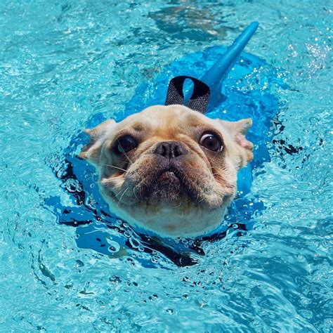 Wiley, our french bulldog loves pool time. Why Do Frenchies Can't Swim? - French Bulldog Secrets Blog