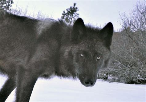 Idaho Removes 17 Wolves From Lolo Elk Zone Rocky Mountain Elk Foundation