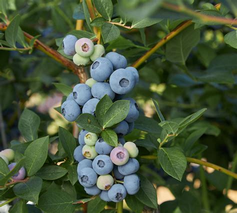 Blue Ribbon Blueberries Fall Creek Nursery Plants