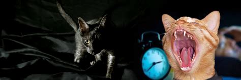 What To Do If Your Cat Meows All Night For No Reason