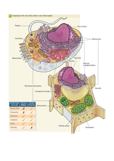 Organelos Celulares Organelos Celulares Membrana Plasm·tica InvÛlucro