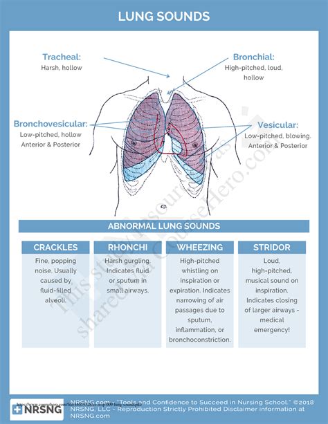 Types Of Lung Sounds Frosdadv