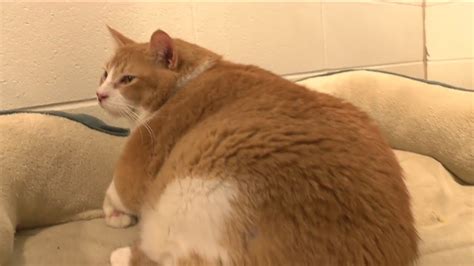 Real Life Garfield Up For Adoption In Arkansas Youtube