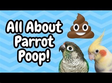 How Often Do Parrots Poop Parrot Species