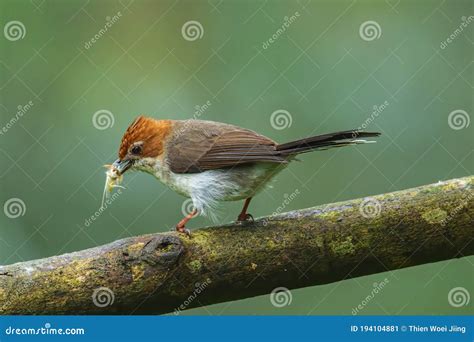 Nature Wildlife Endemic Bird Of Borneo Chestnut Crested Yuhina Stock