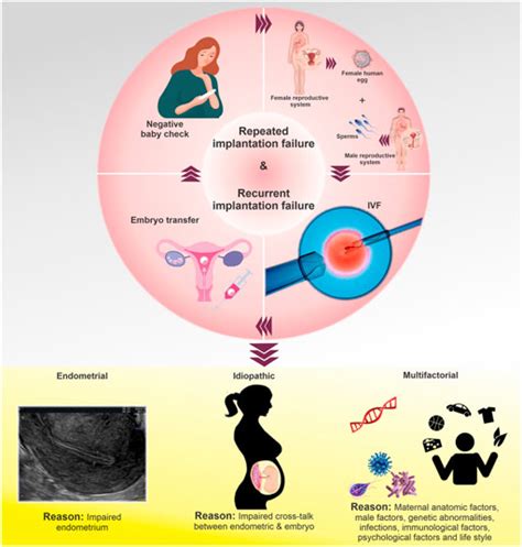 Frontiers Role Of Endometrial Micrornas In Repeated Implantation