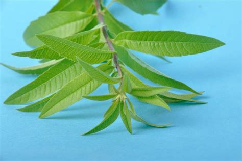 Images of lemon verbena alousia trifolia : Images Of Lemon Verbena Alousia Trifolia - Lemon Verbena ...