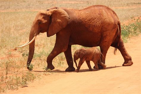 Papel De Parede Hd Para Desktop África Elefante Da Savana Elefantes