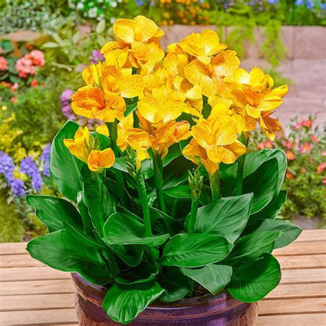 Dwarf Canna Cannasol Happy Emily K Van Bourgondien Plants