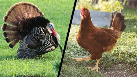 Difference Between Turkey And Chicken 🐔 🐓 Turkey Vs Chicken Youtube