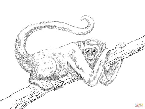 Since they can be downloaded totally free from the net and also acquired online, printable coloring pages for kids are even extra prominent. Muriqui or Wooly Spider Monkey coloring page | Free ...