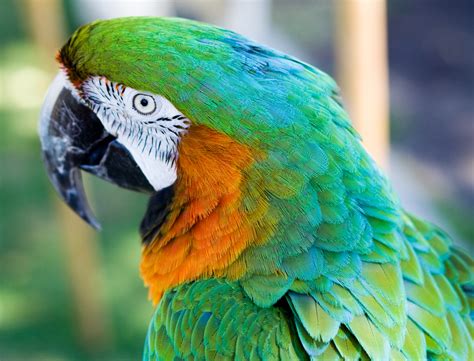 Exotic Parrots Yanto Weblog