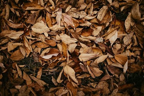 Hd Wallpaper Pile Of Brown Wilted Leaves Autumn Ground Autumnal