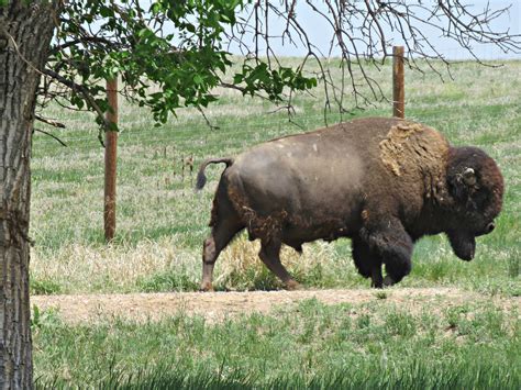 Bison Rocky Mountain Arsenal National Wildlife Refuge Kenjet Flickr