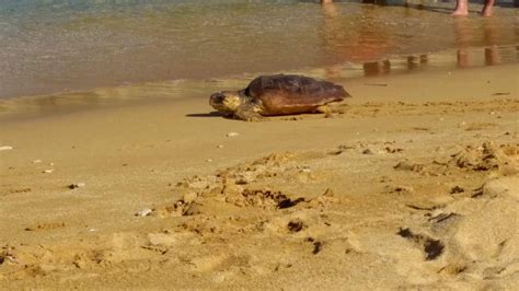 3 Turtles Released In Ġnejna After Swallowing Plastic Newsbook