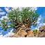 PHOTOS Tree Of Life Garden Reopens  Blog Mickey