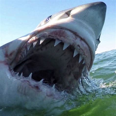 Pin By Ria Fisher On The Ocean Shark Pictures Sharks Scary White Sharks