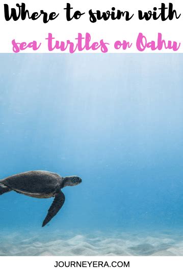 Where To See Turtles On Oahu Hawaii The Best Beaches To Swim With A