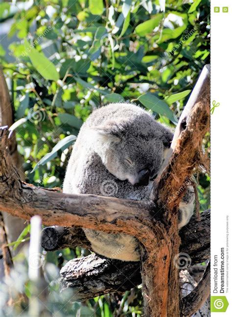Sleeping Koala Bear Stock Image Image Of Bear Koala