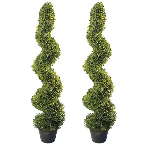 Ideal Spiral Boxwood Topiary False Clover