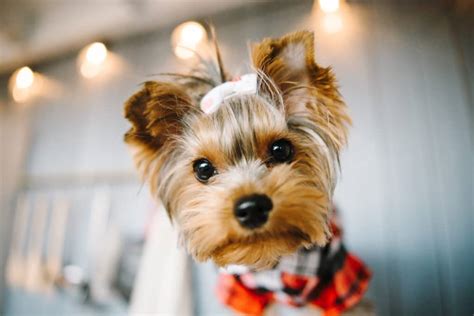 7 best dog harnesses for yorkshire terriers in 2021 6 Best Yorkshire Terrier (Yorkies) Dog Foods: Top Puppy ...