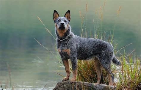 Blue Heeler Dog Breed Information Everything You Need To Know All