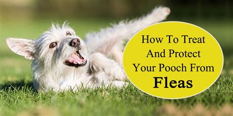 How To Treat And Protect Your Pooch From Fleas Canadavetcare Blog