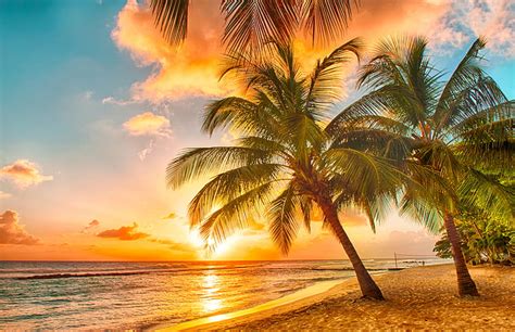 Hd Wallpaper Two Green Coconut Trees Sand Sea Beach Sunset