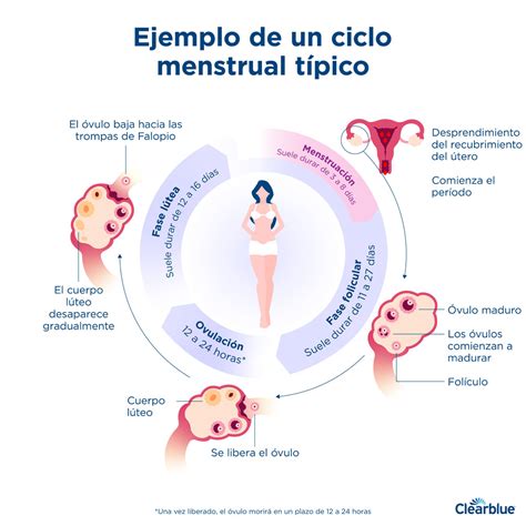 Cu Nto Dura Un Ciclo Menstrual Clearblue