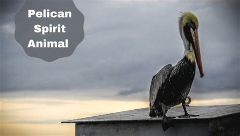 Pelican Spirit Animal Meaning And Symbolism Pelican Totem