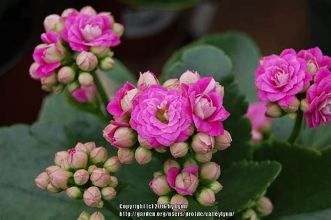 E' una bulbosa dai grandi fiori rossi, fucsia, rosa e arancio. Photo of the bloom of Florist Kalanchoe (Kalanchoe blossfeldiana Calandiva® Pink) posted by ...