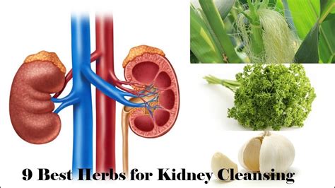 9 Best Herbs For Kidney Cleansing Youtube